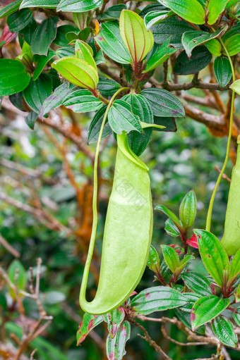 猪笼草的<strong>自然森林</strong>类型动物吃植物