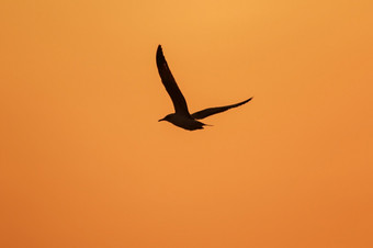 轮廓海鸥飞行以上的日落与美丽的橙色背景