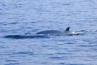 破rsquo鲸鱼那rsquo鲸鱼的海泰国大鲸鱼哺乳动物特色弯<strong>曲</strong>的背好的尾巴<strong>结束</strong>