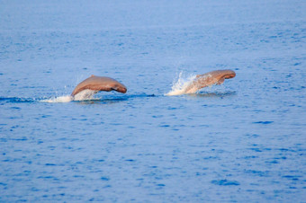 菲因斯从的泰国海<strong>海豚</strong>跳出的海的海湾泰国<strong>海豚</strong>是哺乳动物生活这两个的海新鲜的水<strong>海豚</strong>就像生活在一起集团