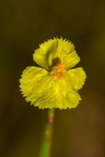 狸藻科食虫植物黄色的野生花日益增长的<strong>小团</strong>高