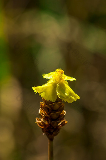 狸藻科食虫植物黄色的野生花日益增长的<strong>小团</strong>高