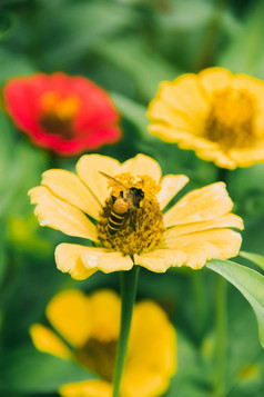 的蜜蜂是的黄色的ZinniaZinnia非常受欢迎的观赏植物