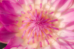 的花瓣的神圣的莲花布鲁姆粉红色的水植物的属莲花莲属莲花花盛开的自然