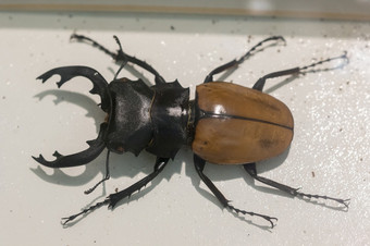 甲虫stauffer的内阁的仍然是甲虫甲虫圣甲虫甲虫排名鞘翅目
