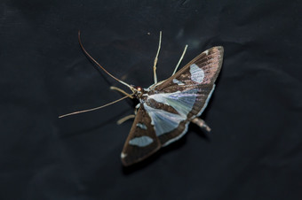 蛾蛾昆虫的排名飞蛾泰国有美丽的色彩斑斓的模式蛾昆虫的排名鳞翅类订单鳞翅类好吧的一天蝴蝶在那里是色彩斑斓的模式同样美丽的