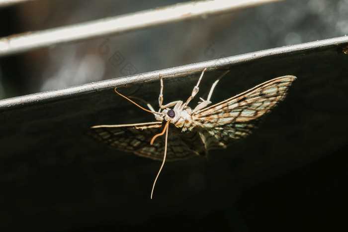 飞蛾自然与色彩斑斓的模式飞蛾帆布来出玩的晚上灯