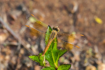 黄色的蜻蜓叶黄色的蜻蜓大眼睛宏眼睛蜻蜓自然