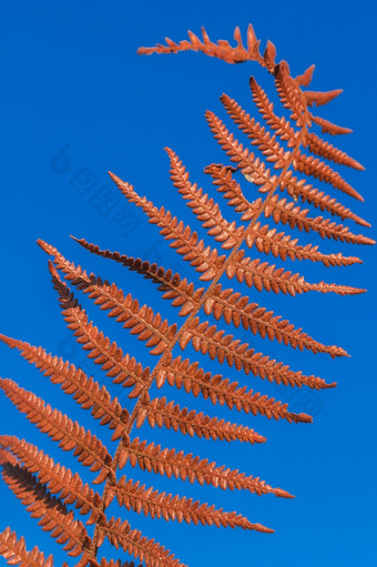 棕色（的）干<strong>蕨类植物</strong>叶天空背景干<strong>蕨类植物</strong>叶背景