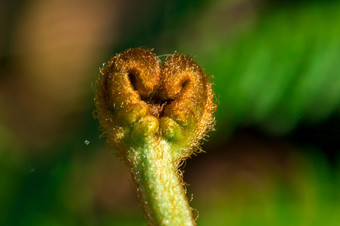 前绿色蕨类植物卷发宏拍摄蕨类植物是绿色植物没有花的森林