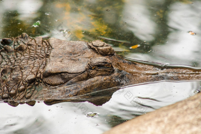 的假大鳄鱼头下水假大鳄鱼的身体红褐色与黑暗棕色（的）模式它的口纤细的长就像鱼rsquo口