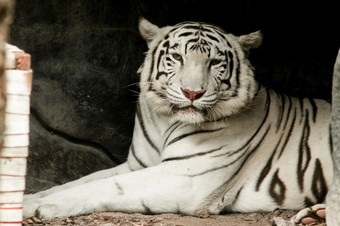 的白色老虎躺的地面盯着与可怕的眼睛白色老虎豹属tigris特征它的白色外套引起的色素沉着障碍的白色老虎吃肉