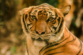 sibirian老虎<strong>黑龙江</strong>老虎是盯着与令人敬畏加沙sibirian老虎<strong>黑龙江</strong>老虎是盯着与令人敬畏加沙西伯利亚老虎它的身体黄色的淡黄色的橙色与黑色的行横向条纹