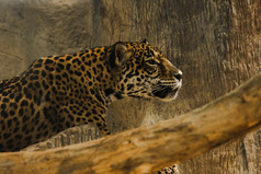 捷豹的动物园笼子里lookingthe捷豹有大黑色的就像是花模式它的身体前金黄色的皮毛的较低的脸颊和脖子区域是白色