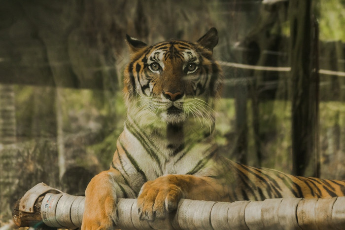的老虎加沙有可怕的眼睛的眼睛老虎看老虎有的最聪明的眼睛所有野兽