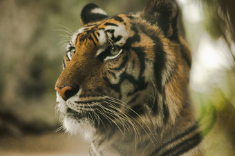 的老虎rsquo加沙有可怕的眼睛的眼睛老虎看老虎有的最聪明的眼睛所有野兽