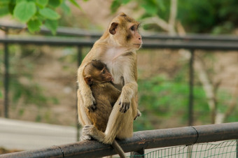 的婴儿猴子<strong>饲料</strong>的牛奶从的坐着妈妈。的婴儿猴子<strong>饲料</strong>的牛奶从的坐着妈妈。的婴儿猴子总是棒的妈妈。