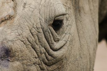 的眼睛白色犀牛是小犀牛是动物与非常可怜的视力犀牛有小眼睛和非常厚皮