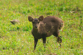 的猪鹿站在的边缘的森林看可疑的小deerthey是经常发现牛群<strong>稀疏</strong>的森林森林草原平原河畔