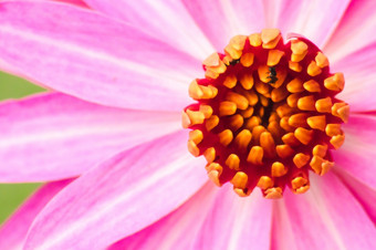 黄色的花粉内部的粉红色的莲花花宏摄影的花粉粉红色的莲花