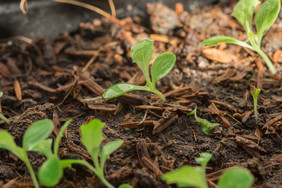 日益增长的生菜生菜可以种植许多方法可以种植袋土壤种植托盘