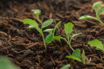 日益增长的生菜生菜可以种植许多方法可以种植袋土壤种植托盘