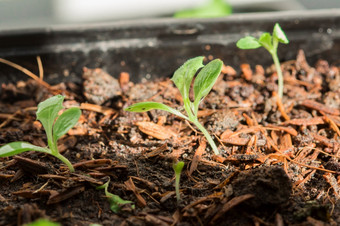 日益增长的生菜生菜可以种植许多方法可以种植袋土壤种植托盘