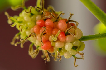 桑白色桑水果一个集群当的水果成熟转深品红色的带黑色的紫色的