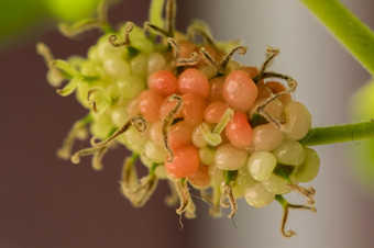 桑白色桑水果一个集群当的水果成熟转深品红色的带黑色的紫色的