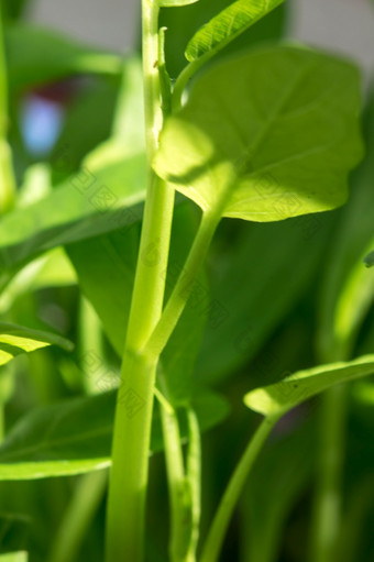 泰国水旋花植物日益增长的光绿色颜色与高<strong>营养价值</strong>一般使用为烹饪和吃