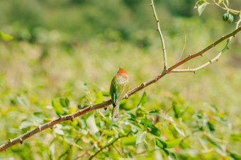chestnut-headed食蜂鸟Orange-headed与红色的眼睛有<strong>橘红色</strong>头发覆盖它的头和肩膀经常栖息的开放分支机构那是相当高