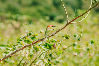 chestnut-headed食蜂鸟Orange-headed与红色的眼睛有<strong>橘红色</strong>头发覆盖它的头和肩膀经常栖息的开放分支机构那是相当高