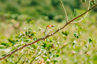 chestnut-headed食蜂鸟Orange-headed与红色的眼睛有<strong>橘</strong>红色头发覆盖它的头和肩膀经常栖息的开放分支机构那是相当高