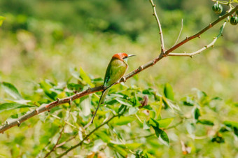 chestnut-headed食蜂鸟Orange-headed与红色的眼睛有<strong>橘</strong>红色头发覆盖它的头和肩膀经常栖息的开放分支机构那是相当高