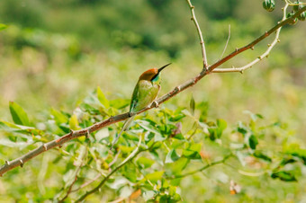 chestnut-headed食蜂鸟Orange-headed与红色的眼睛有<strong>橘红</strong>色头发覆盖它的头和肩膀经常栖息的开放分支机构那是相当高