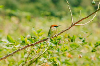 chestnut-headed食蜂鸟Orange-headed与红色的眼睛有橘红色头发覆盖它的头和肩膀经常栖息的开放分支机构那是相当高