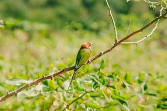 chestnut-headed食蜂鸟Orange-headed与红色的眼睛有<strong>橘红</strong>色头发覆盖它的头和肩膀经常栖息的开放分支机构那是相当高