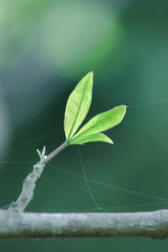 的树的夏天将下降他们的叶子保持的植物从死亡和开始新叶子当接收水的叶子开始布鲁姆更多的美丽的比之前