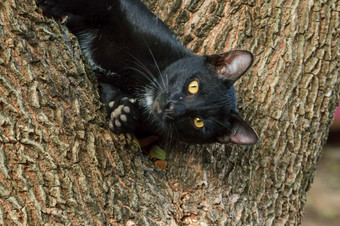 黑色的猫攀<strong>爬树</strong>坐和谎言下来和享受