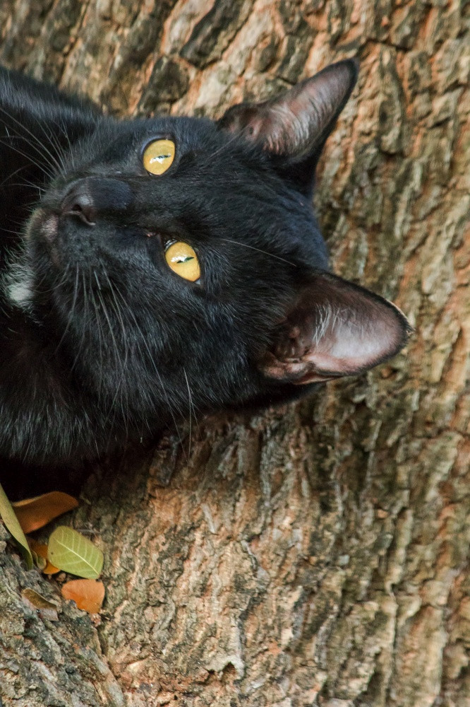 黑色的猫攀爬树坐和谎言下来和享受