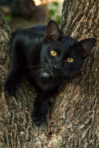 黑色的猫攀爬树坐和谎言下来和享受