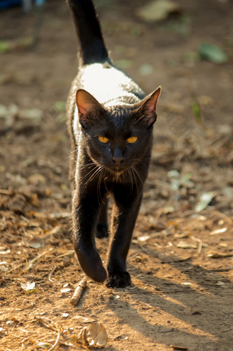黑色的猫走的地<strong>面向</strong>前避免阳光