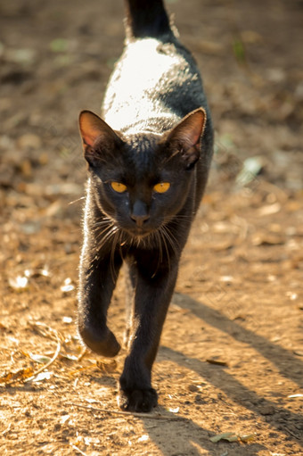 黑色的猫走的地面向前避免阳光