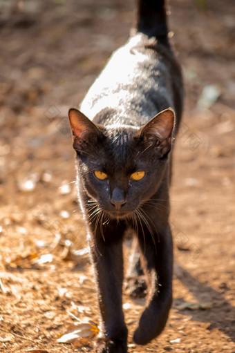 黑色的猫走的地面向前避免阳光