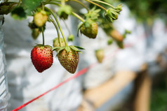 新鲜的草莓的树红色的成熟的和绿色收获农业种植园概念