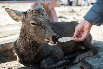旅游喂养鹿周围奈良公园和todaiji寺庙亚洲旅行者访问奈良附近大阪具有里程碑意义的和受<strong>欢迎</strong>的为游客景点日本亚洲旅行概念