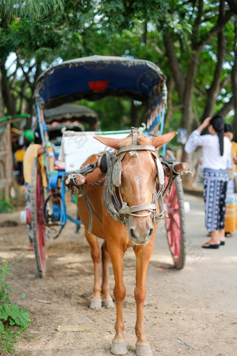 马马车为游客旅行艾娃Inwa附近曼德勒缅甸缅甸具有里程碑意义的和受欢迎的为游客景点东南亚洲旅行概念