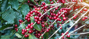 咖啡樱桃水果它的树的早....有机咖啡Arabica豆成熟农场和种植园农业行业旅行和田园旅游业概念