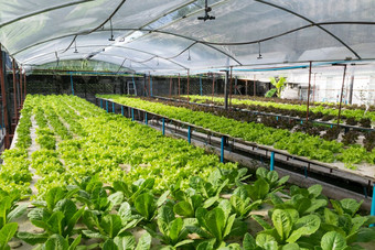 水培蔬菜日益增长的温室