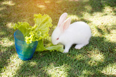 兔子吃绿色沙拉
